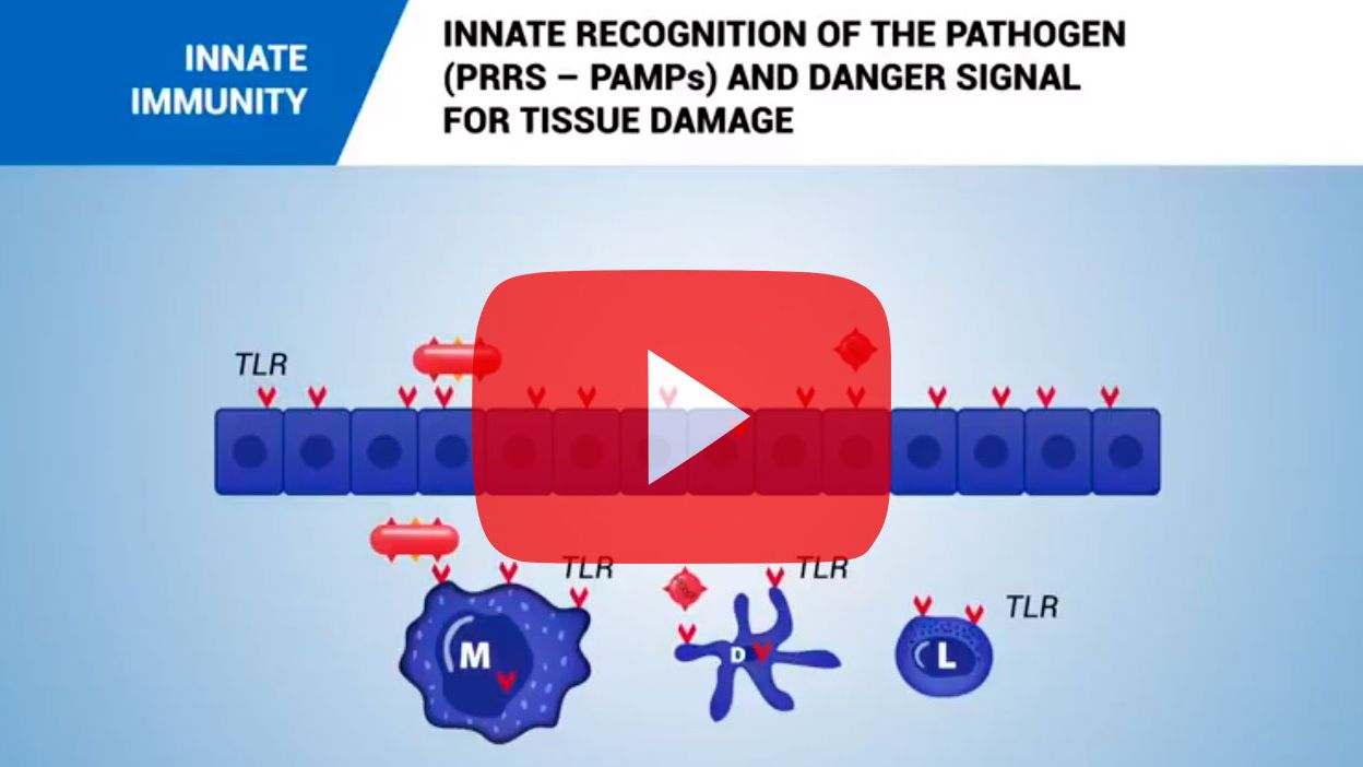 Innate immunity
