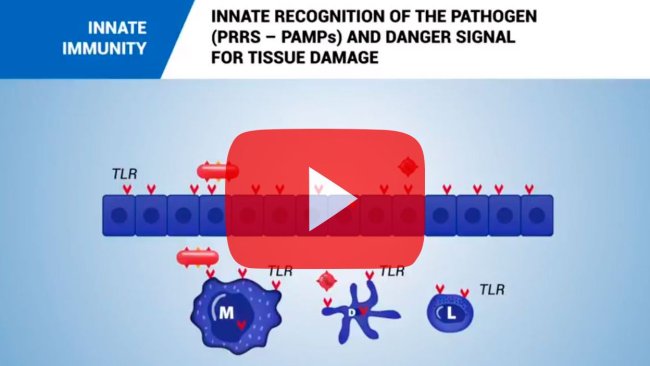 Innate immunity