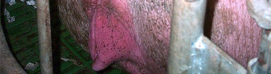 Farrowing
