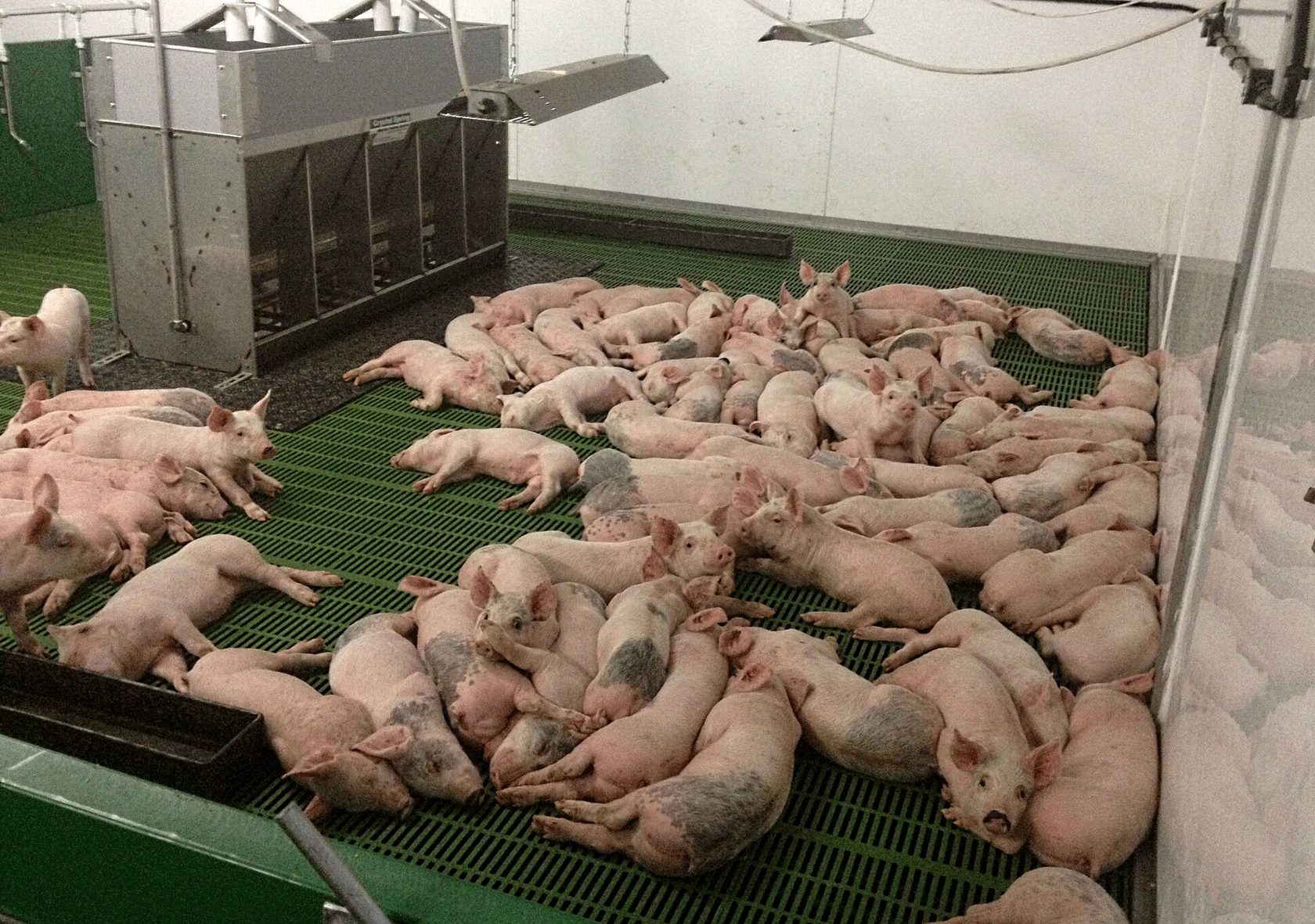 Research has shown that pigs often chill out and take a siesta during the day during hot weather and do their eating and drinking earlier and later in the day