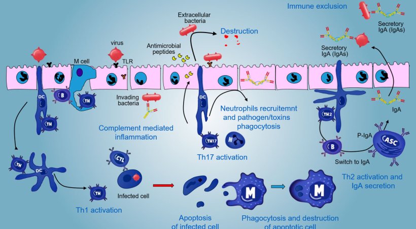 Figure 5. An integrated view of immune responses against pathogens at mucosal level.
