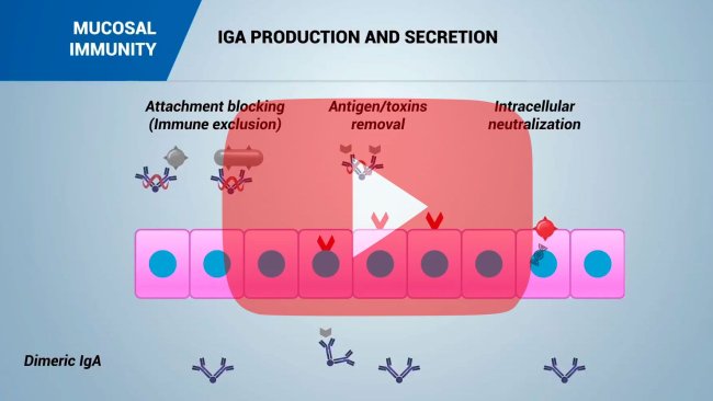 Mucosal immunity