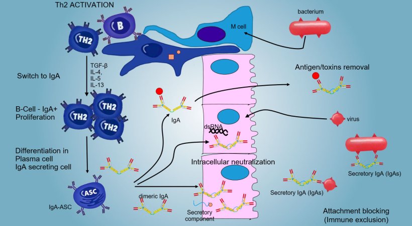 Figure 6: The "switching" towards IgA is mainly regulate by Th2 lymphocyte activation with production of TGF-&beta;, IL-4, IL-5, IL-13 cytokines. The secreted IgA dimer binds to a receptor (pIgR) on the basal surface of the epithelial cells. The complex is internalized into the cell and, before to migrate across the luminal surface, the receptor is cleaved and the IgA remain to bound to the receptor residue (secretory component).
