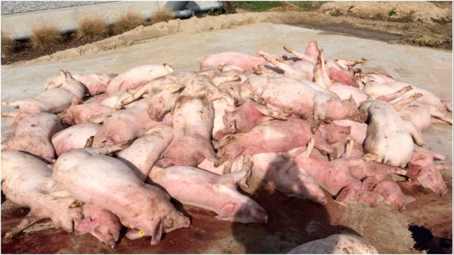 Figure 3: First image when arriving at the herd: stack of dead pigs, in front of the stable. Striking are the discoloration of the extremities.