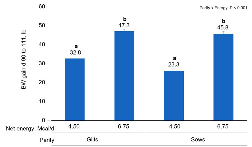 Figure 1B. Effects of different energy intake levels fed from d 90 to d 111 of gestation on BW gain of gilts and sows. Means with a different superscript within parity level differ (P < 0.05).