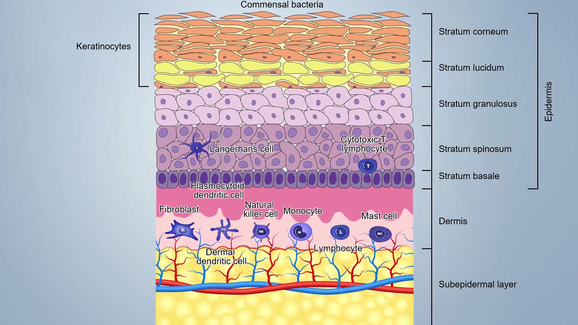 Figure 1. Skin layers scheme.
