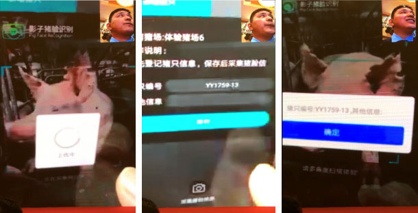 Data on the pig`s face is uploaded and the system generates an individual pig file
