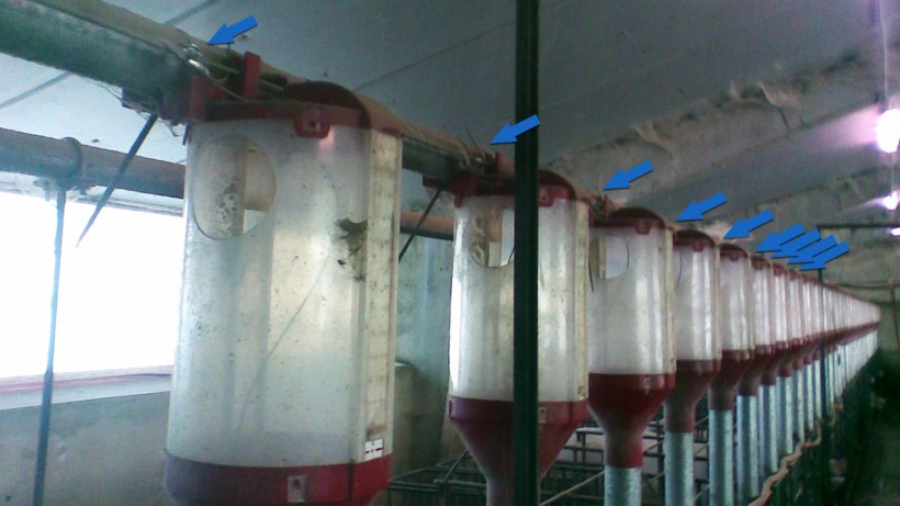 Photograph of the gestation line in which we see most of the dispensers ready to deliver feed.
