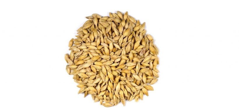 Figure&nbsp;1. Barley grains (Hordeum vulgare L.). Photo by Sanjay Acharya.
