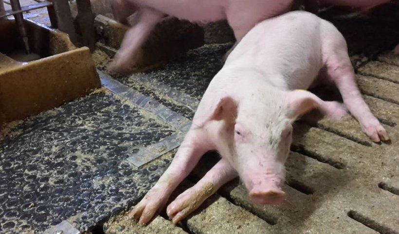Oedema disease is increasing again and is affecting pig herds across the whole of Europe.