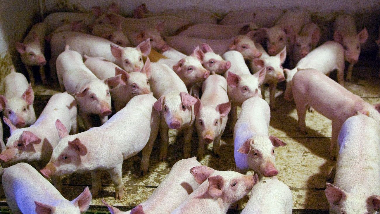 Weaning many piglets is not easy, and neither it is&nbsp;to achieve that&nbsp;the great majority of them have a good&nbsp;quality and&nbsp;weight. Nevertheless it is essential to be able to reduce the use of medications in&nbsp;the nursery. Photo by: Antonio Caballero.
