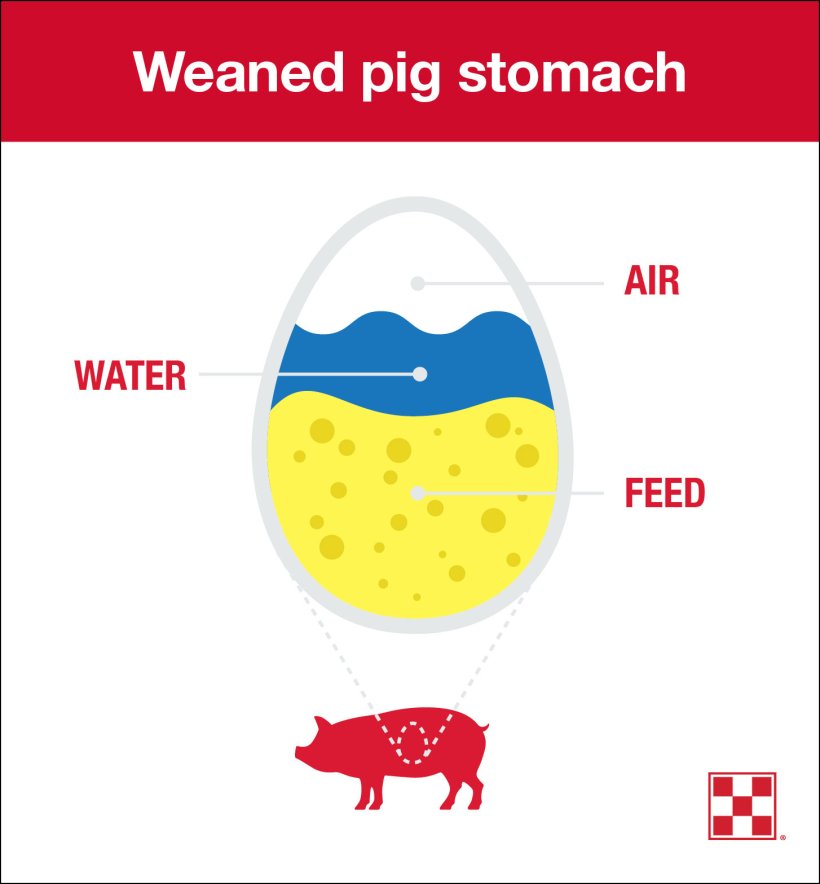 Stomach size is a limiting factor in weaned pig feed intake. At 21 days, a pig’s stomach is the size of an egg, and pigs can only eat 1 ounce of feed at a time. To meet weaned pigs’ nutritional needs, encourage repeat feeding behavior.