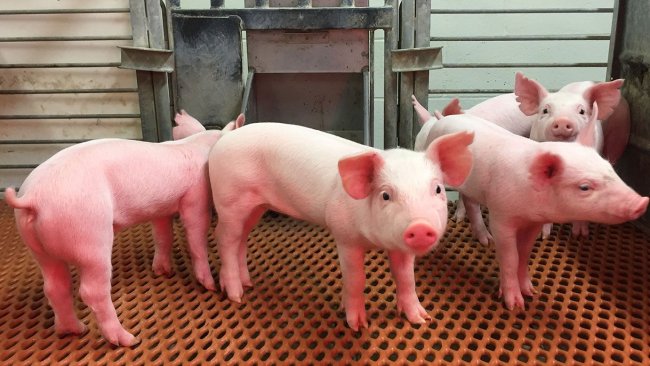 ANPEP edited pigs created at the University of Missouri. Photo courtesy of Kristin Whitworth.
