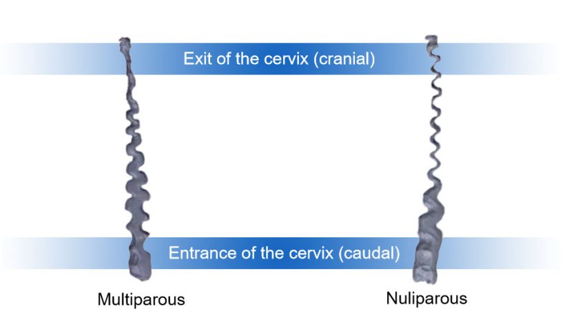 Figure 1. Cervix of nulliparous and multiparous sow.
