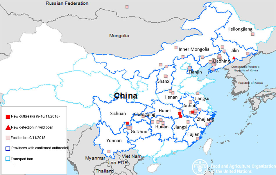 China detects ASF for the first time in wild boar - Swine news - pig333 ...