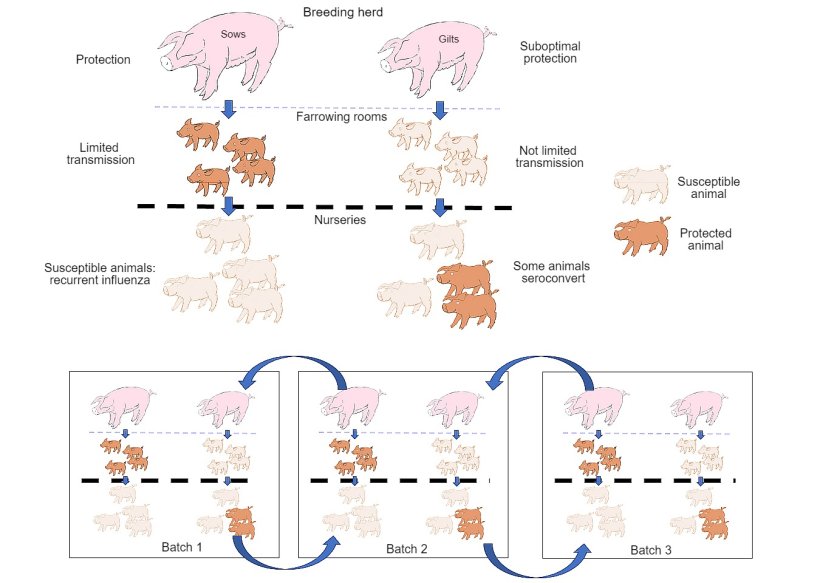 Figure 1: The spreading is further reduced in animals that obtain a better quality protection (piglets born to multiparous sows) than in piglets born to primiparous sows. In the nursery stage, the animals that have become infected in the presence of a certain level of maternal antibodies will not develop immunity actively, so the virus will be able to infect and cause recurrent influenza. Finally, the presence, at the same time, of different batches of animals with different ages facilitates the spreading of the virus between production batches, therefore perpetuating the infection.
