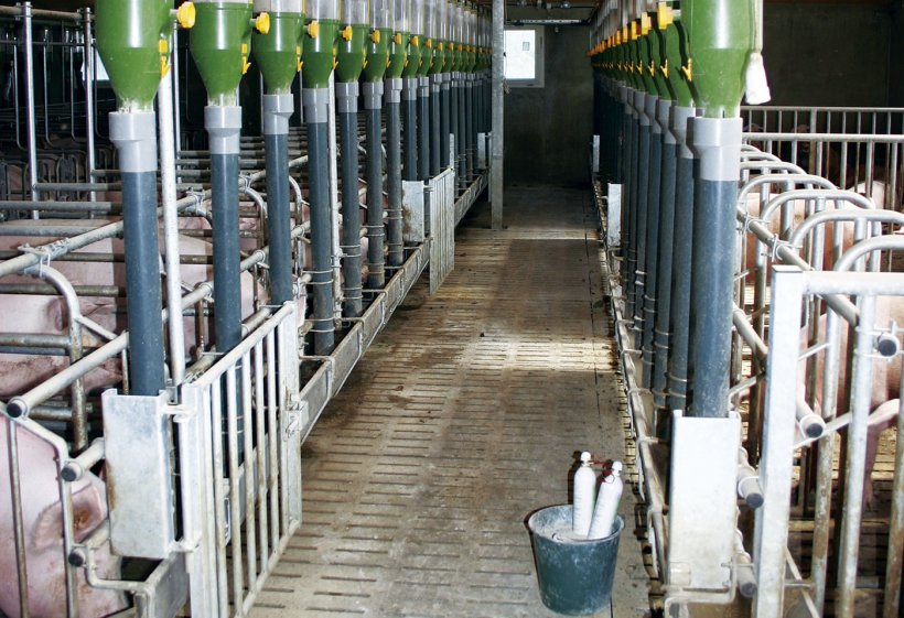 Gestation shed. Photo: File RotecnaPress.