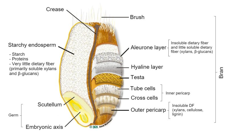 Figure 2.&nbsp;Cross-section of a whole wheat kernel grain with location of specific compounds. Adapted by Knudsen (2014) from Surget and Barron (2005).
