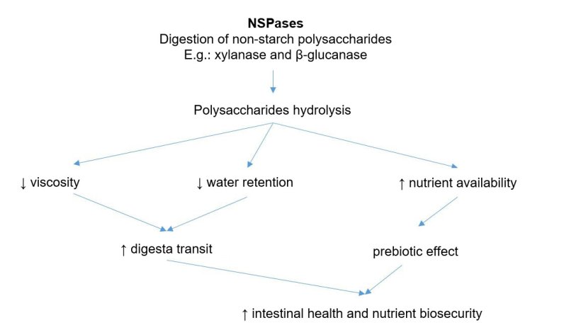 Mechanism of action of exogenous enzymes. Exogenous enzymes have prebiotic activity by hydrolyzing non-starch polysaccharides to oligosaccharides usable by certain bacteria. Adapted from Sinha 2011
