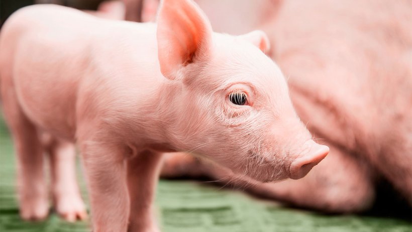 Young piglets need to be protected from coccidiosis and iron deficiency anaemia.