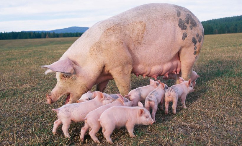 BCS SowDition enables accurate and standardized body condition scoring of sows in four simple steps, contributing to better health and management
