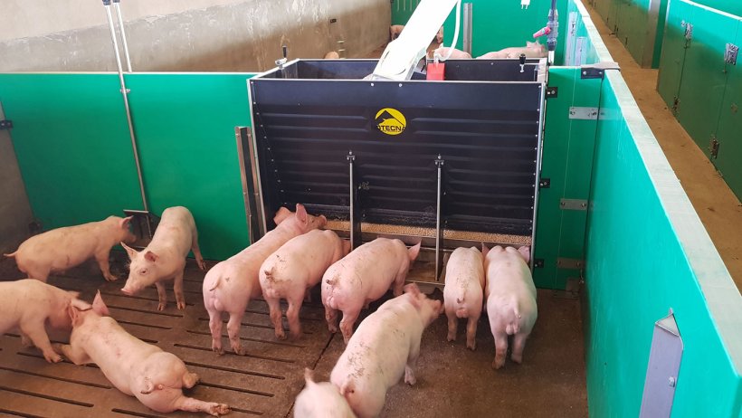 The new Rotecna SF3D feeder from ARM Buildings offers feeding choices.