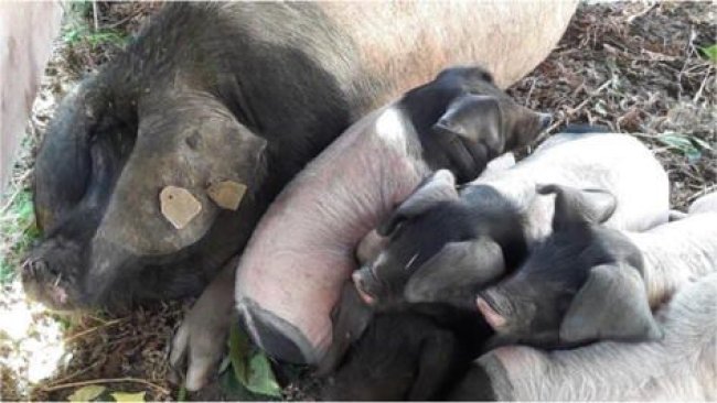 Figure 2. Sow of Basque breed with piglets (photo credit B. Lebret).