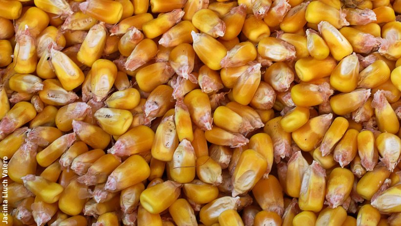 Figure 1. Maize.
