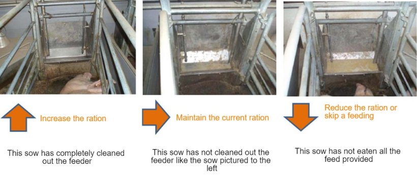 Figure&nbsp;2:&nbsp; At least once a day sow feeders should be checked, and it should be decided if the sow can eat more or not depending on what is observed. Source: Pig Research Center
