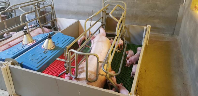 Using crates in the first week of farrowing helps with optimal control of the sow's environment as well as the pig's environment.