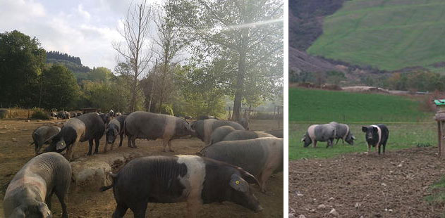 Figure 2 and 3. Cinta Senese sow with piglets (left) and boar (right).
