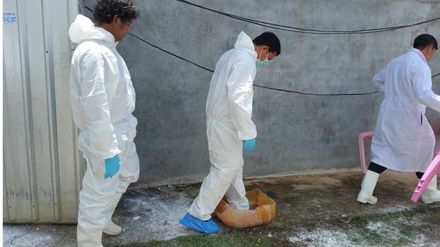 Current situation of ASF in Asia - Swine news - pig333, pig to pork ...