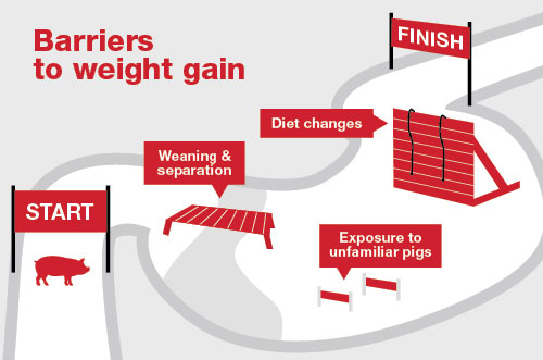 The right nutrition and management at the right time help pigs power through barriers such as diet changes and other transitions from wean to finish.