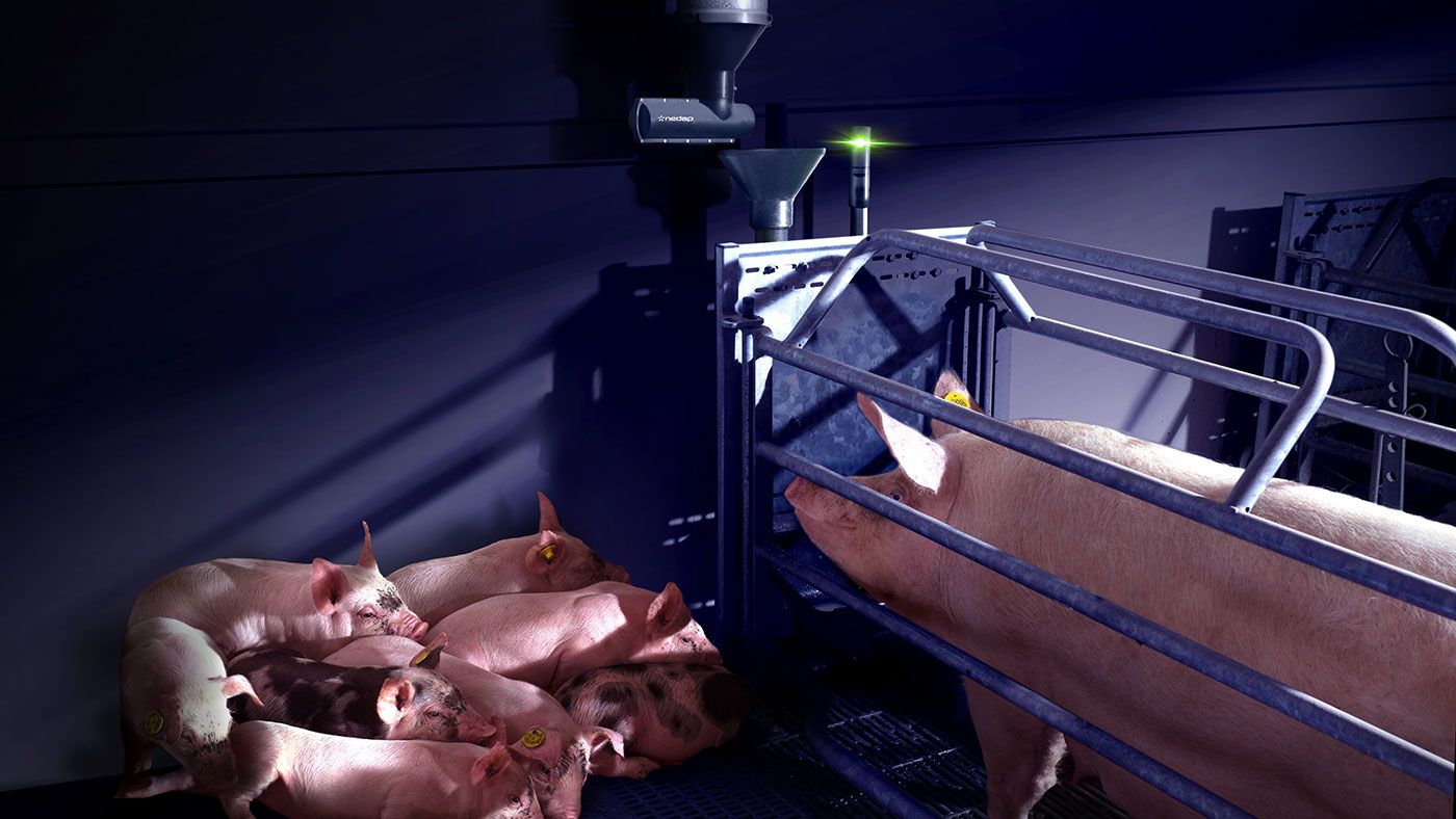 Nedap: Finding efficiency with automated sorting scale technology ...