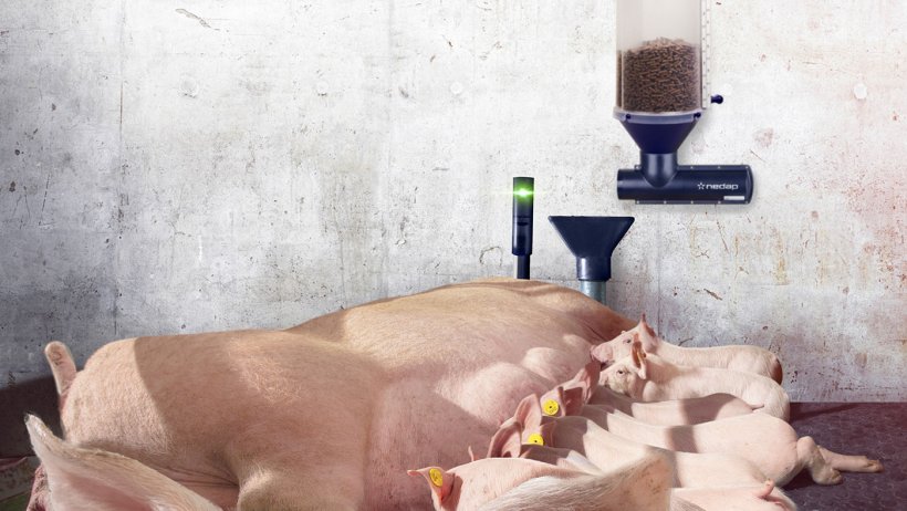 Nedap Farrowing Feeding with the optional Nedap Activator add-on can reduce feed waste and boost overall intake, resulting in a 50% reduction in farrowing pen mortality and heavier piglet weaning weights.
