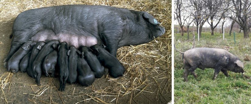 Figure 2 and 3. Black Slavonian sow with piglets (left) and boar (right).
