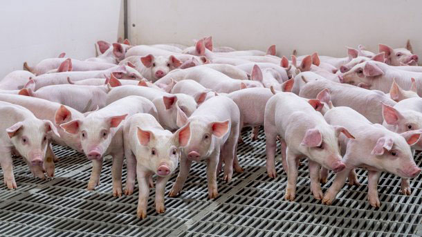 Multiple healthy litters of naturally castrated piglets developed through precision breeding.