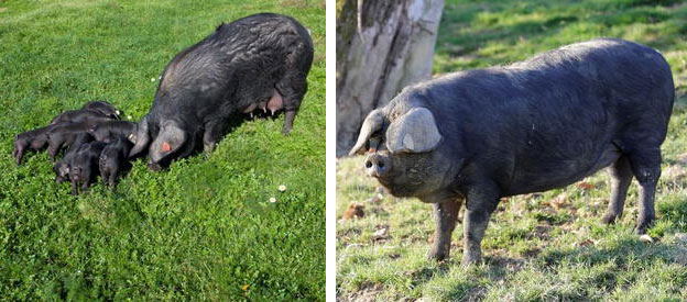 Figure 2. Gascon sow with piglets (left) and boar (right). Photo credit: Consortium noir de Bigorre.
