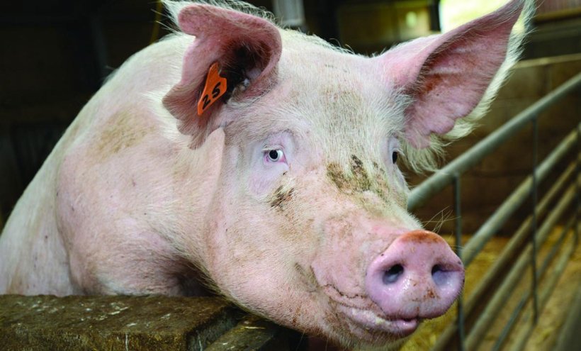 Clean livestock vehicles could limit the impact of a UK outbreak of African swine fever.
