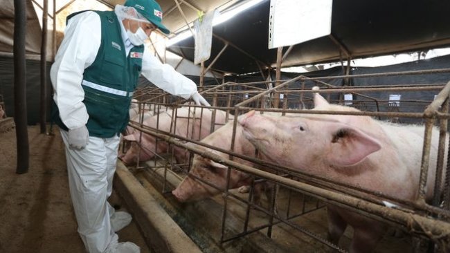 Vaccination against CSF in Peru