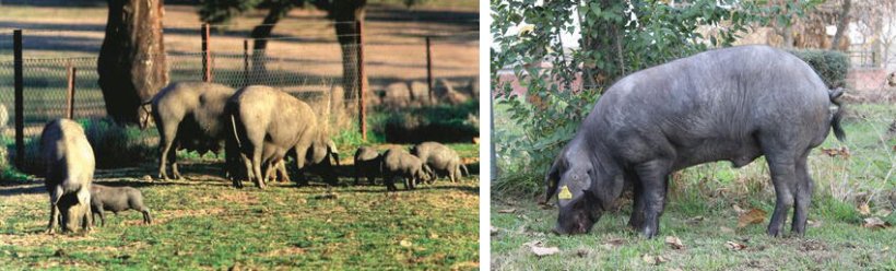 Figure 2. Iberian sow with piglets (left) and boar (right).
