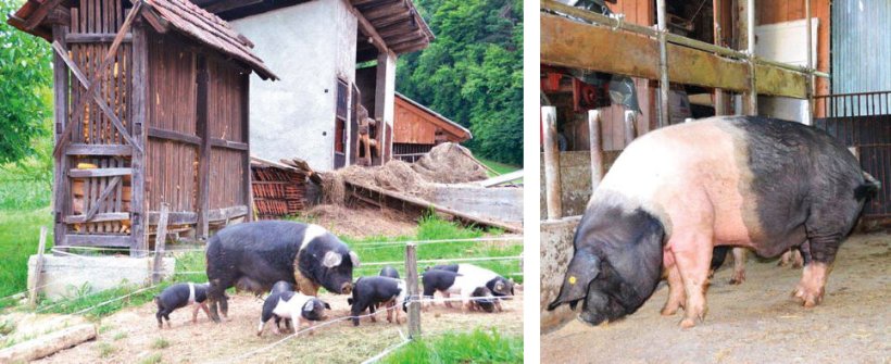Figure 2. Kr&scaron;kopolje sow with piglets (left) and boar (right).
