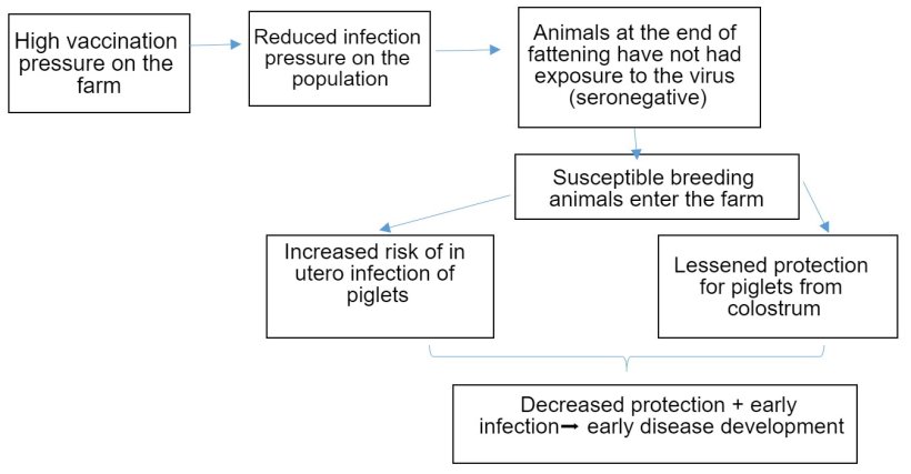 Figure 1: Development of PCV2 infection epidemiology in the context of routine vaccination.
