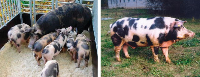 Figure 2. Lietuvos vietinė sow with piglets (left) and boar (right).
