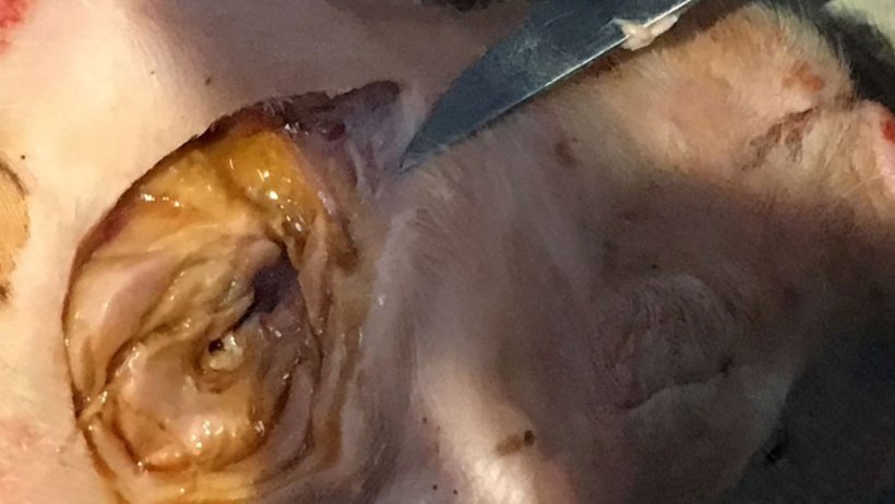 Figure 4. Four-day-old piglet with damage to the muscles around the injection site (neck) showing oedema and brownish black discoloration.
