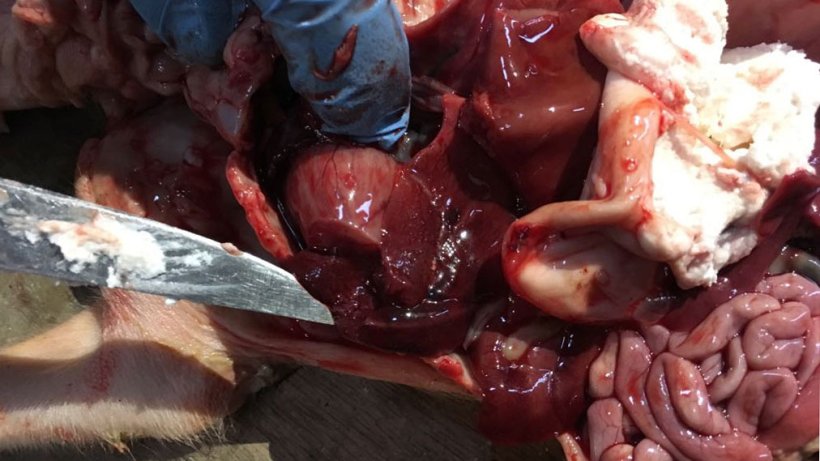 Figure 3. Four-day-old piglet with hepatic rupture and friable liver.
