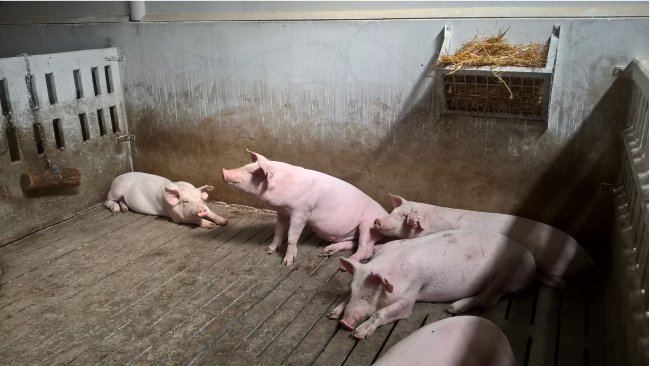 Pig farm management