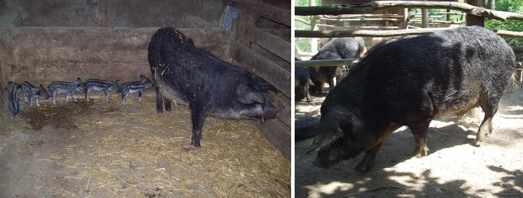 Figure 2. Mangalitsa sow with piglets and boar.
