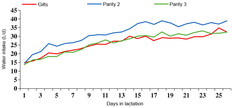 Figure 2. Evolution of water consumption during lactation by parity number. Source: S. Kruse, 2011.
