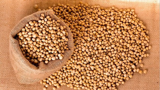 Soya